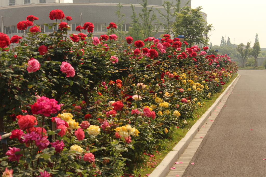 2025新澳门免费原料大全