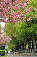 2025新澳门免费原料大全